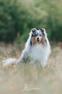 Milan (Sheltie)